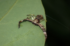 Strigoplus guizhouensis