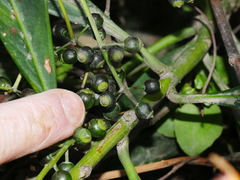 Pseudopanax chathamicus