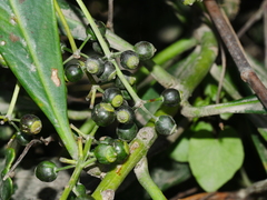 Pseudopanax chathamicus