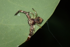 Strigoplus guizhouensis