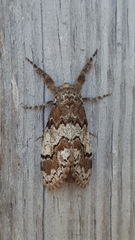 Dasychira meridionalis