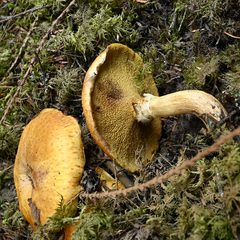 Suillus tomentosus