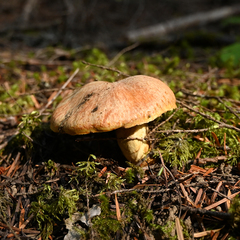 Suillus tomentosus