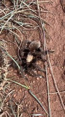 Aphonopelma