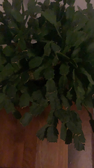 Schlumbergera truncata