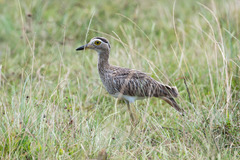 Burhinus bistriatus