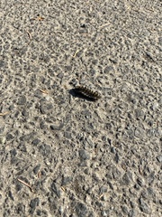 Lophocampa roseata