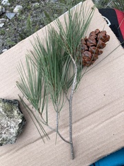 Pinus pinceana