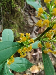 Solidago hispida