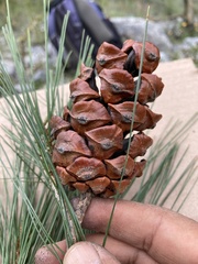 Pinus pinceana