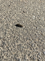 Lophocampa roseata