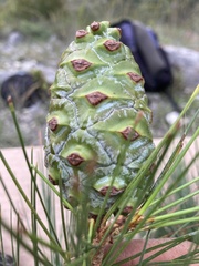 Pinus pinceana