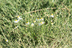 Anthemis cotula