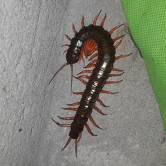 Scolopendra