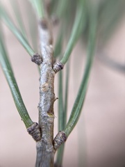 Pinus pinceana
