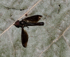 Ocyptamus fuscipennis