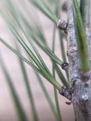 Pinus pinceana