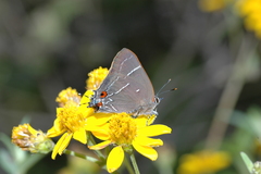 Parrhasius moctezuma