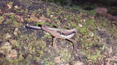 Scaria