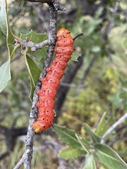 Anisota oslari