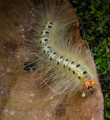 Xanthodes transversa