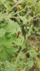 Neoscona oaxacensis