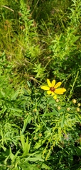 Coreopsis tripteris