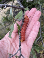 Anisota oslari