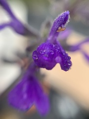Salvia melissodora