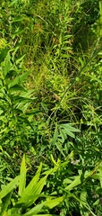Coreopsis tripteris