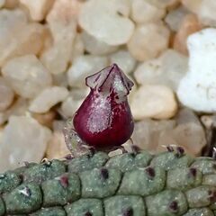 Echidnopsis ericiflora