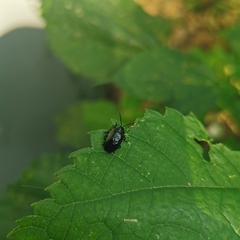 Gallerucida flaviventris