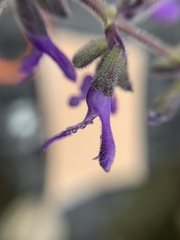 Salvia melissodora