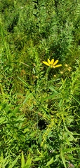Coreopsis tripteris
