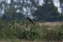 Falco femoralis