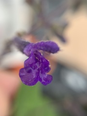 Salvia melissodora