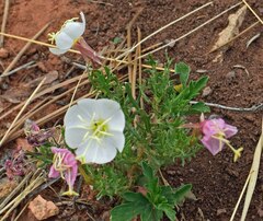Oenothera coronopifolia