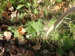 Petasites frigidus