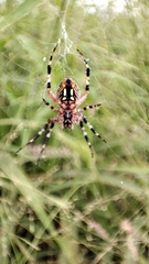 Neoscona oaxacensis