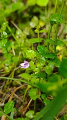 Clinopodium brownei