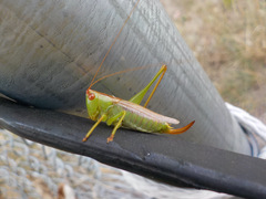 Orchelimum silvaticum