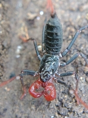 Mastigoproctus