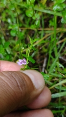 Clinopodium brownei