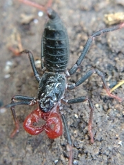 Mastigoproctus