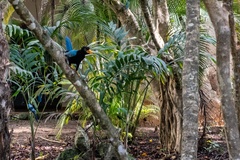Cyanocorax yucatanicus