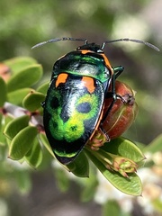 Scutiphora pedicellata