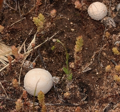 Lycoperdaceae