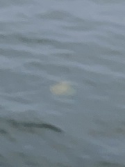 Phacellophora camtschatica