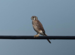 Falco sparverius