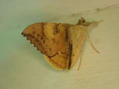 Oxyodes scrobiculata